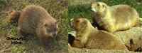 Perbedaan Antara Anjing Prairie dan Groundhog