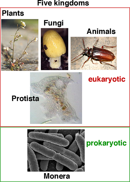 Perbedaan antara protista dan jamur