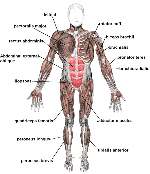 Différence entre muscle tiré et muscle déchiré