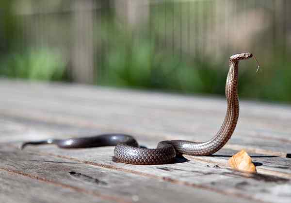 Unterschied zwischen Python und König Cobra