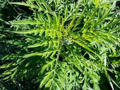 Perbezaan antara ragweed dan emasrod