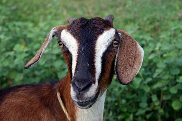 Diferencia entre Ram y Goat