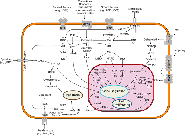 Unterschied zwischen reversibler und irreversibler Zellverletzung