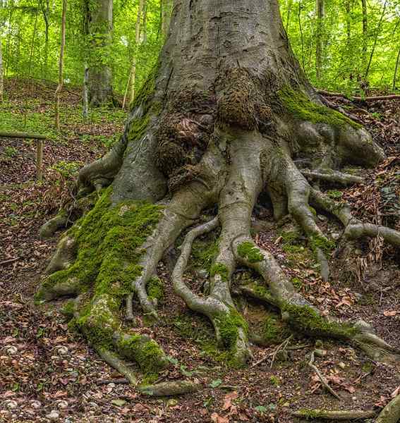 Perbedaan antara root dan batang