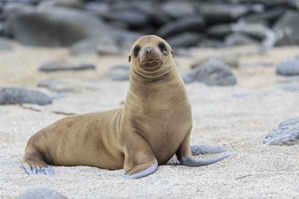 Diferencia entre focas y leones marinos