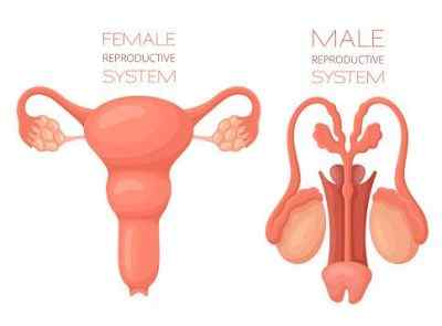 Różnica między reprodukcją seksualną i bezpłciową