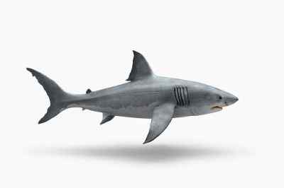 Différence entre le requin et le dauphin