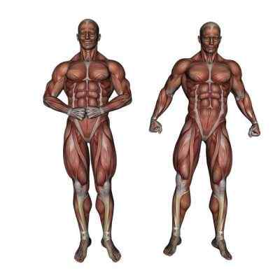 Diferencia entre el músculo liso y el esquelético