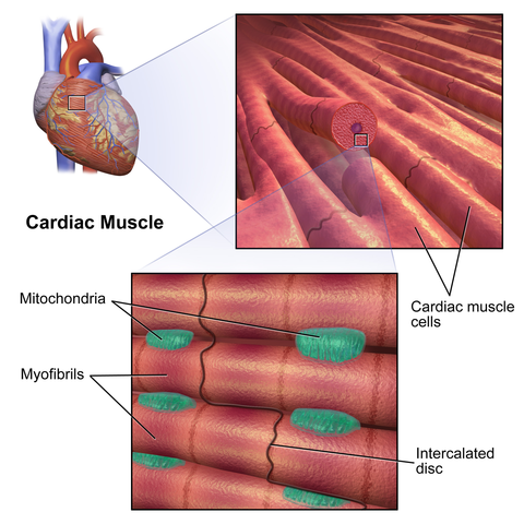 Diferencia entre los músculos lisos y los músculos cardíacos