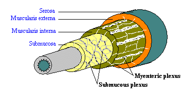 Unterschied zwischen glatten Muskeln und Skelettmuskeln