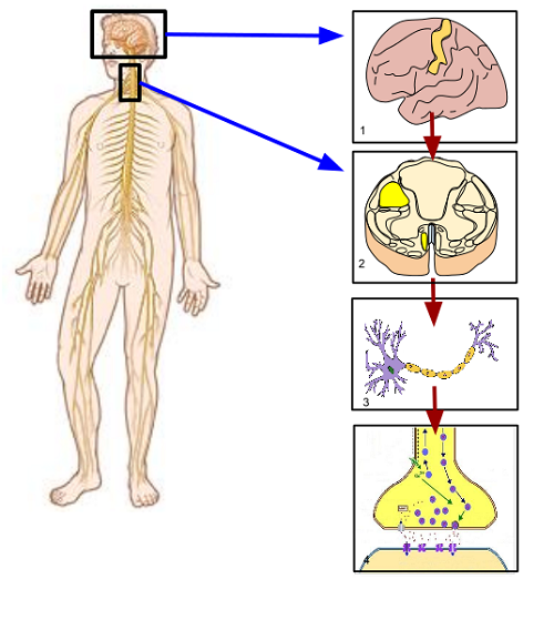 Différence entre le système nerveux somatique et autonome