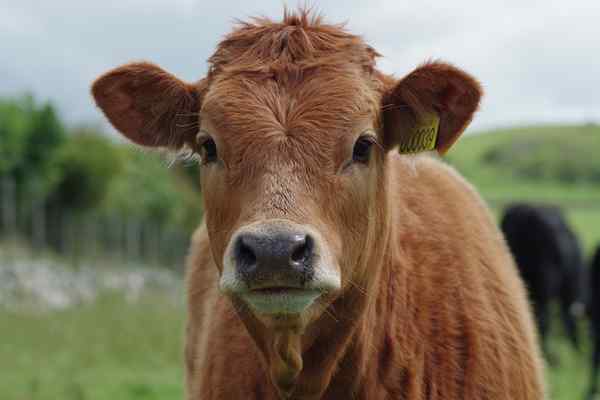 Différence entre Steer et Bull