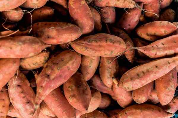 Différence entre la patate douce et l'igname