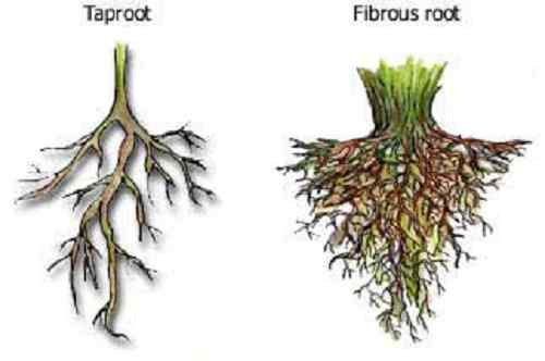 Diferencia entre raíz gráfica y raíz fibrosa