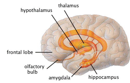 Différence entre thalamus et hypothalamus