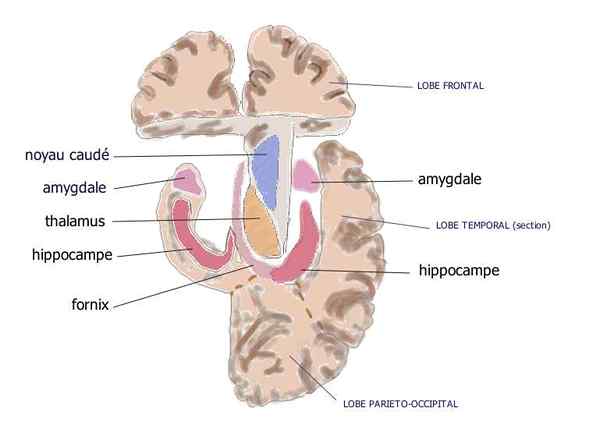 Diferencia entre la amígdala y la corteza prefrontal