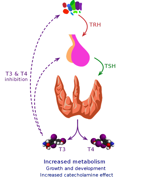 Perbezaan antara tiroid dan goiter