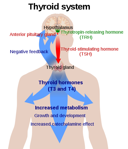 Différence entre la thyroïde et les hormones