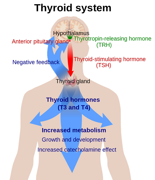 Perbezaan antara tiroid dan timus