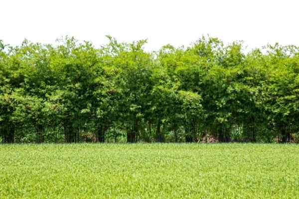 Différence entre les arbres et les arbustes