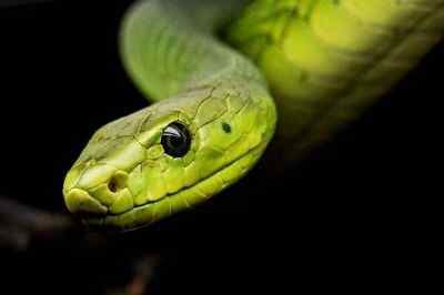 Różnica między wężem jadowitym i nieistotnym