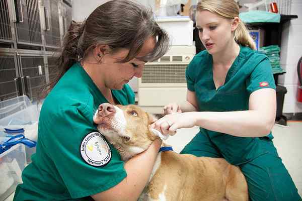 Diferencia entre la tecnología veterinaria y el asistente de veterinario