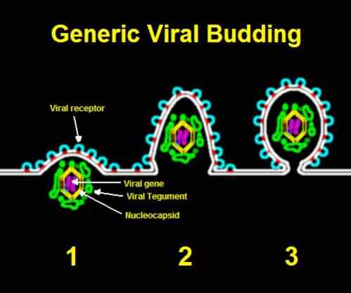 Perbezaan antara penumpahan virus dan beban virus