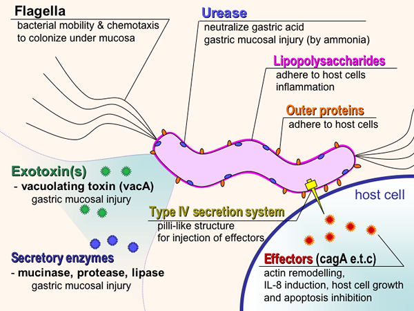 Différence entre la virulence et l'infectivité