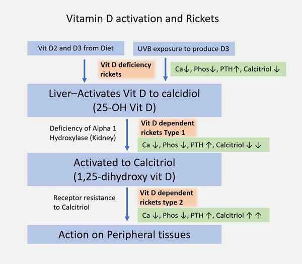 Perbedaan antara vitamin D2 dan D3