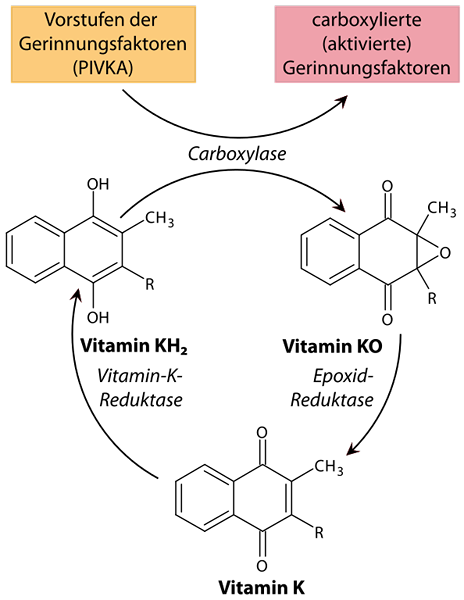 Diferencia entre la vitamina K y K2