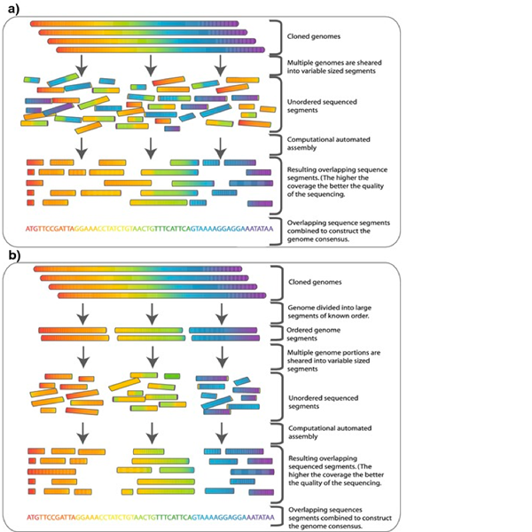 Diferencia entre la secuenciación del genoma completo y la secuenciación de la próxima generación