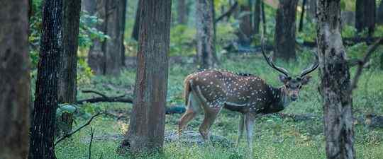 Unterschied zwischen Wildlife Sanctuary und National Park