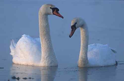 Unterschiede zwischen einem Schwan und einer Gans