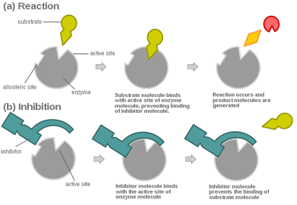 Perbedaan antara inhibitor enzim ireversibel dan inhibitor enzim reversibel