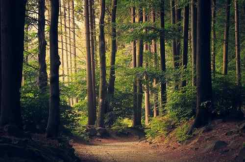 Différences entre les bois et la forêt