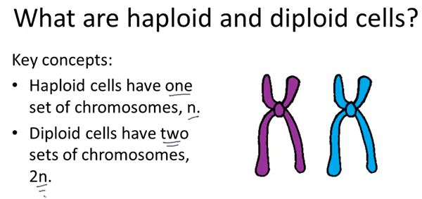 Diploïde vs. Haploïde