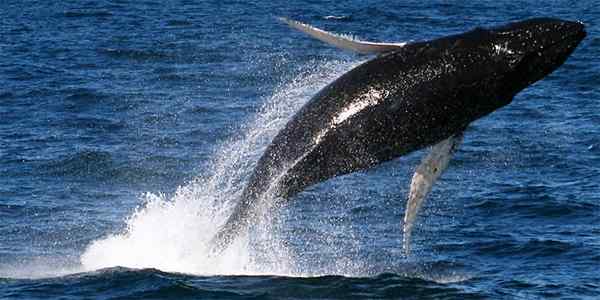 Dolphin vs. Wieloryb