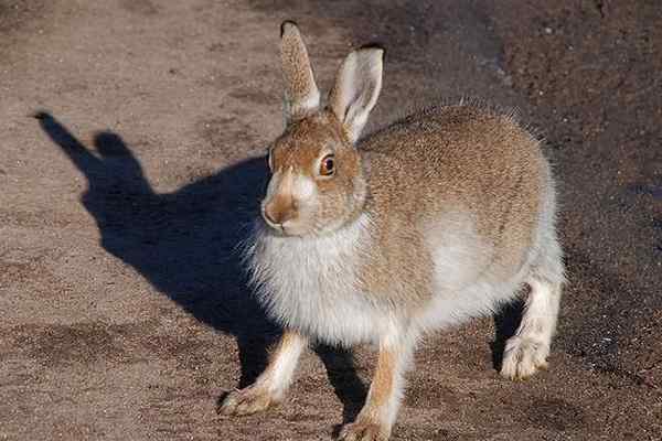 Hare vs. Lapin