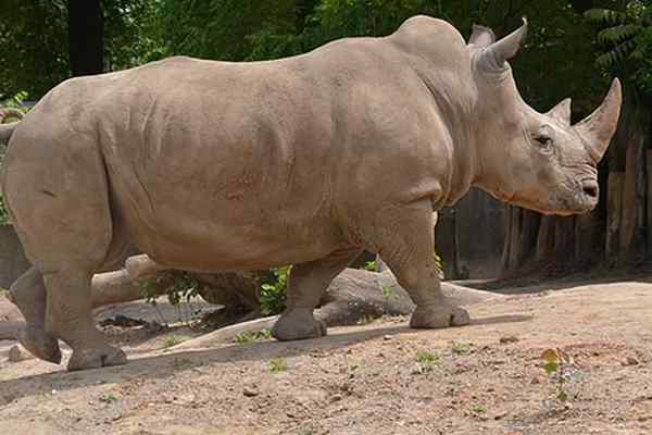 Hippopotamus vs. Rhinoceros