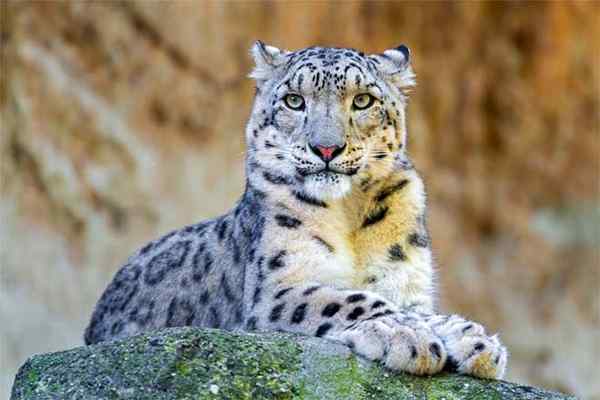 Leopardo VS. Leopardo de nieve