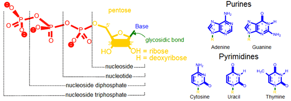 Nucleósido vs. Nucleótido