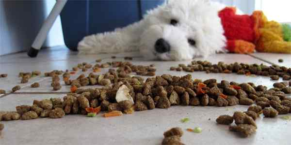 Basah vs. Makanan anjing kering