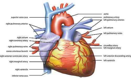 Comparación del corazón del cerdo y el corazón humano