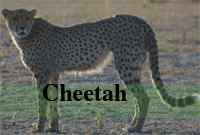 Diferencia entre un leopardo y un guepardo