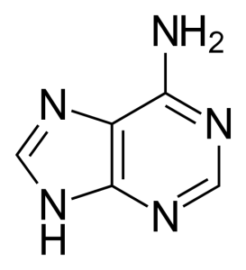 Perbezaan antara adenine dan adenosin