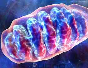 Différence entre la respiration cellulaire aérobie et anaérobie