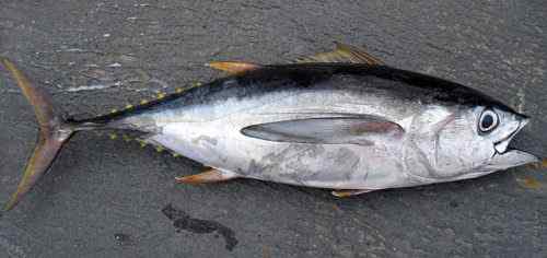 Perbedaan antara tuna ahi dan tuna yellowfin