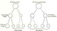 Différence entre analogie et métaphore