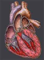 Diferencia entre la angina y el ataque cardíaco