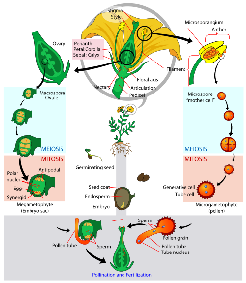 Perbedaan antara angiospermae dan gymnospermae